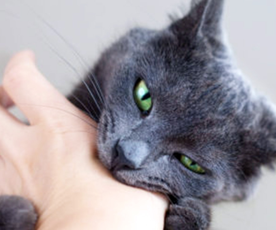 Cat Biting - Why does cat biting occur? Cat love bites? Gray cat biting human hand.