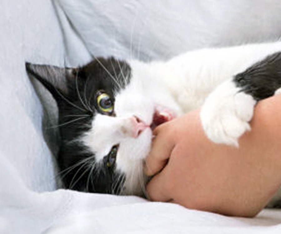 Cat Biting - Why does my cat bite me? - Cat love bites woman's thumb.