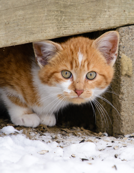 You can try taming a feral cat, but they may not like your home