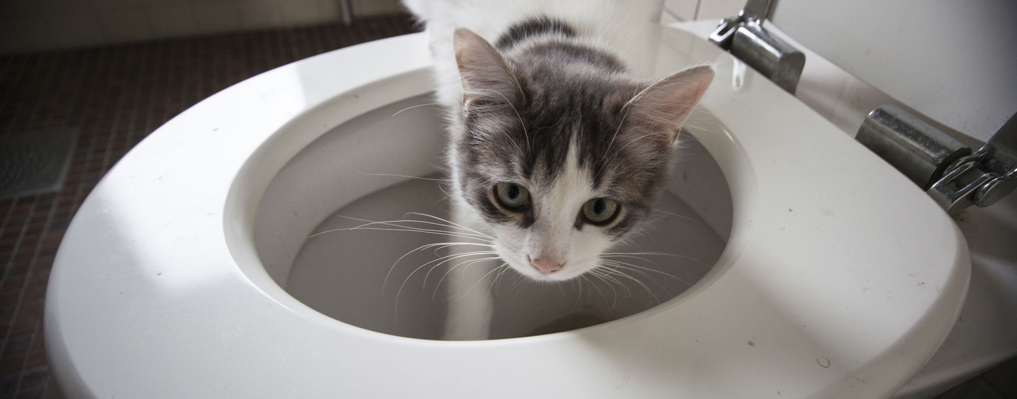 Cat S Bathroom Habits With Cat Toilet Training Kit