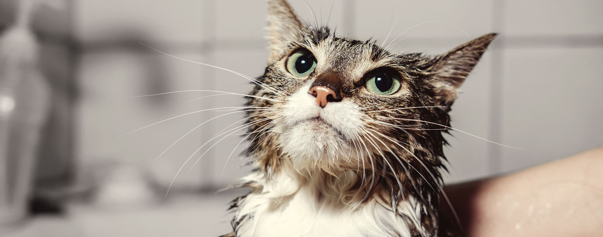cat grooming flea bath