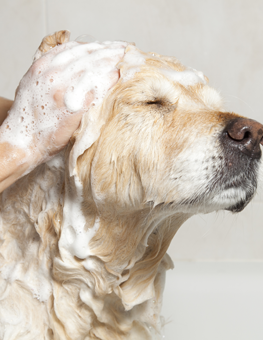 Comfortably warm water's a good tip when bathing your dog