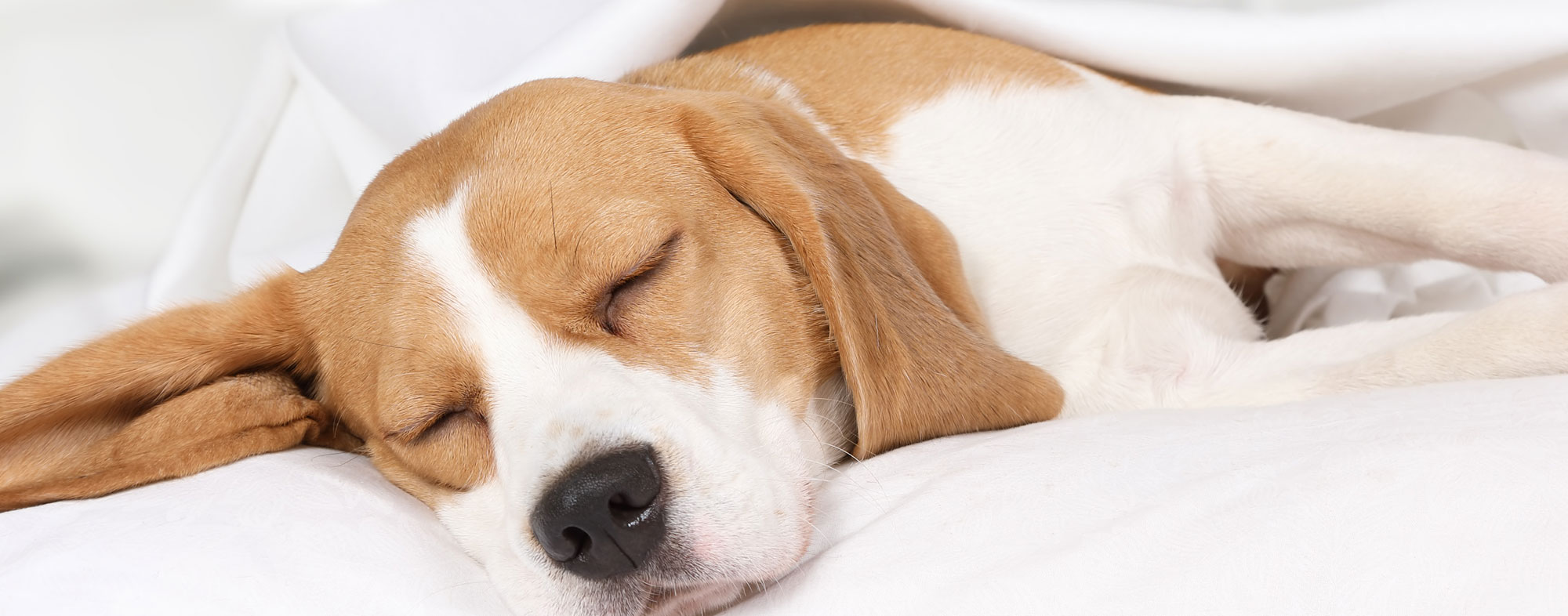 how to get dogs to sleep later