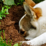 how can i stop my dog digging up the garden