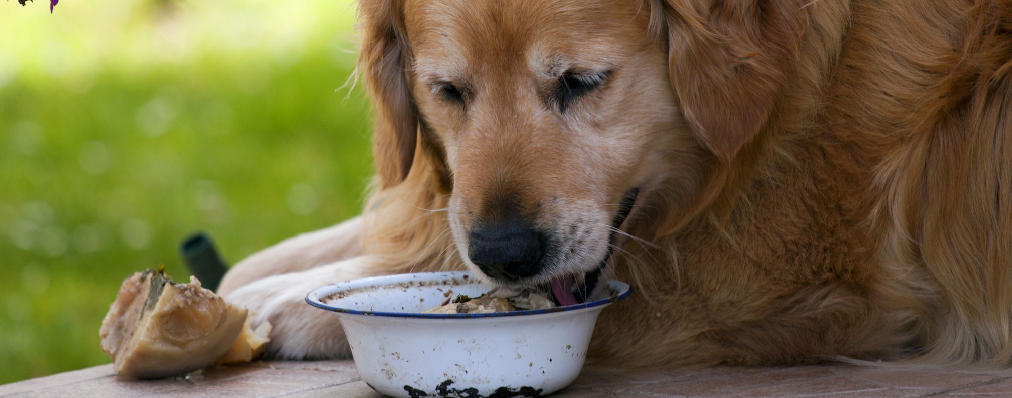 Human Foods for Dogs: Which Table 