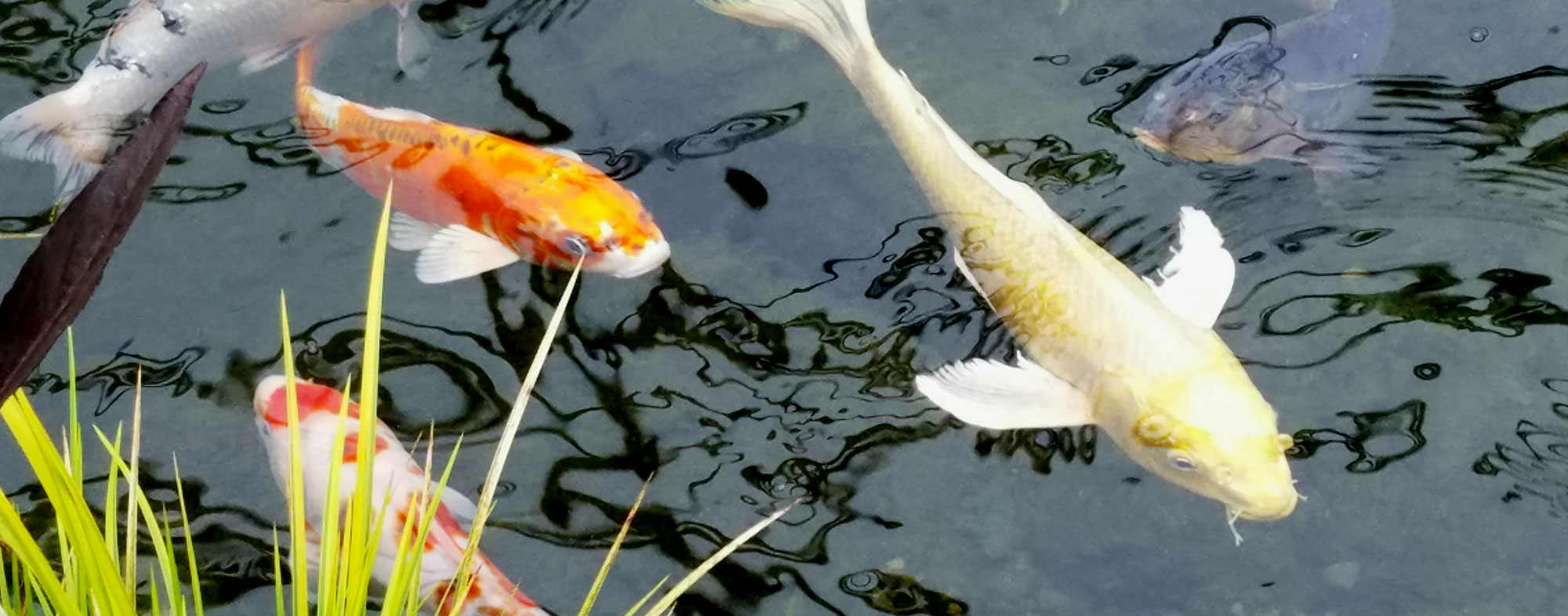 koi fish that stay small