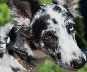 Are Dog Dna Tests Worth The Hype