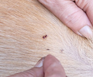 can you see mites on dogs