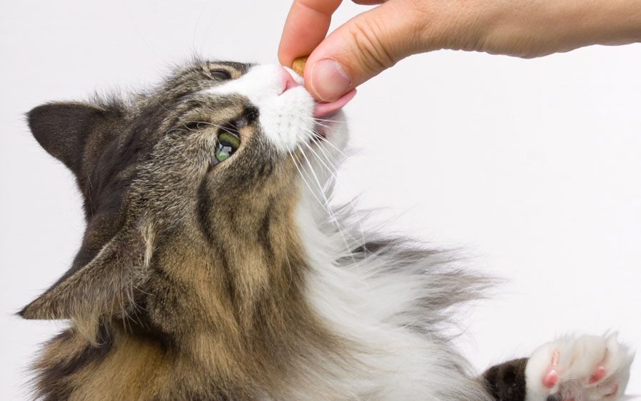 hartz dentist's best cat treats