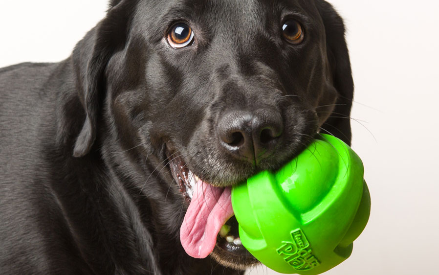 large dog ball