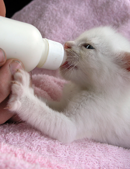 how to de flea newborn kittens