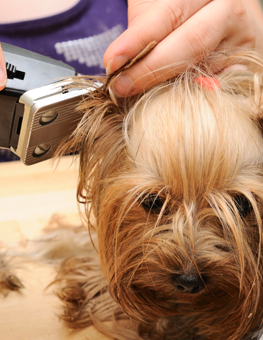 Yorkshire Terrier being groomed by man with hair clipper for dogs