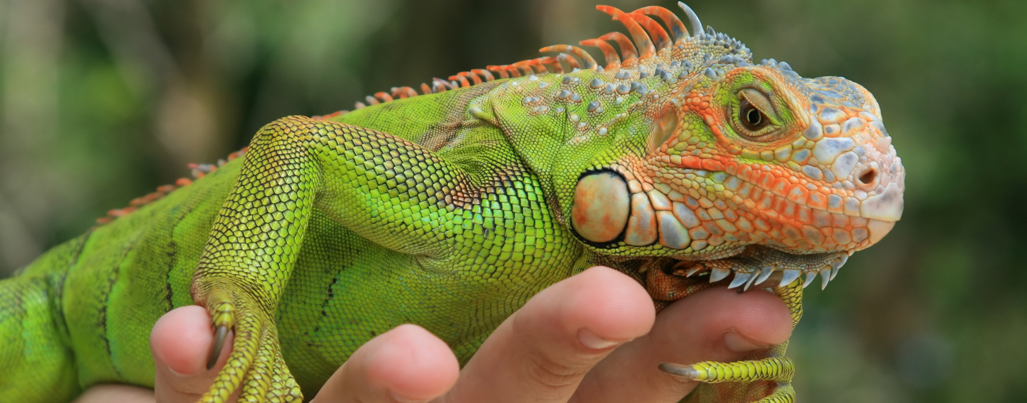 41 Best Images Best Reptile Pets For Handling - Reptiles Good For Handling | Keeping Exotic Pets