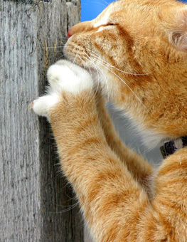 How To Stop Rampant Scratching - Close up of orange cat  scratching a wooden post.