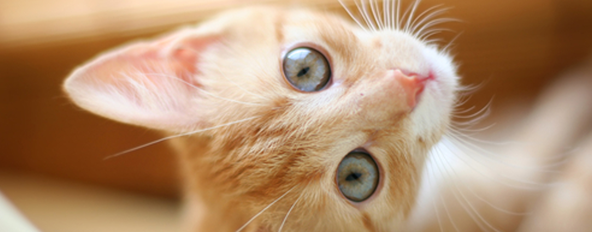 How to Choose a New Cat or Kitten - Hartz
