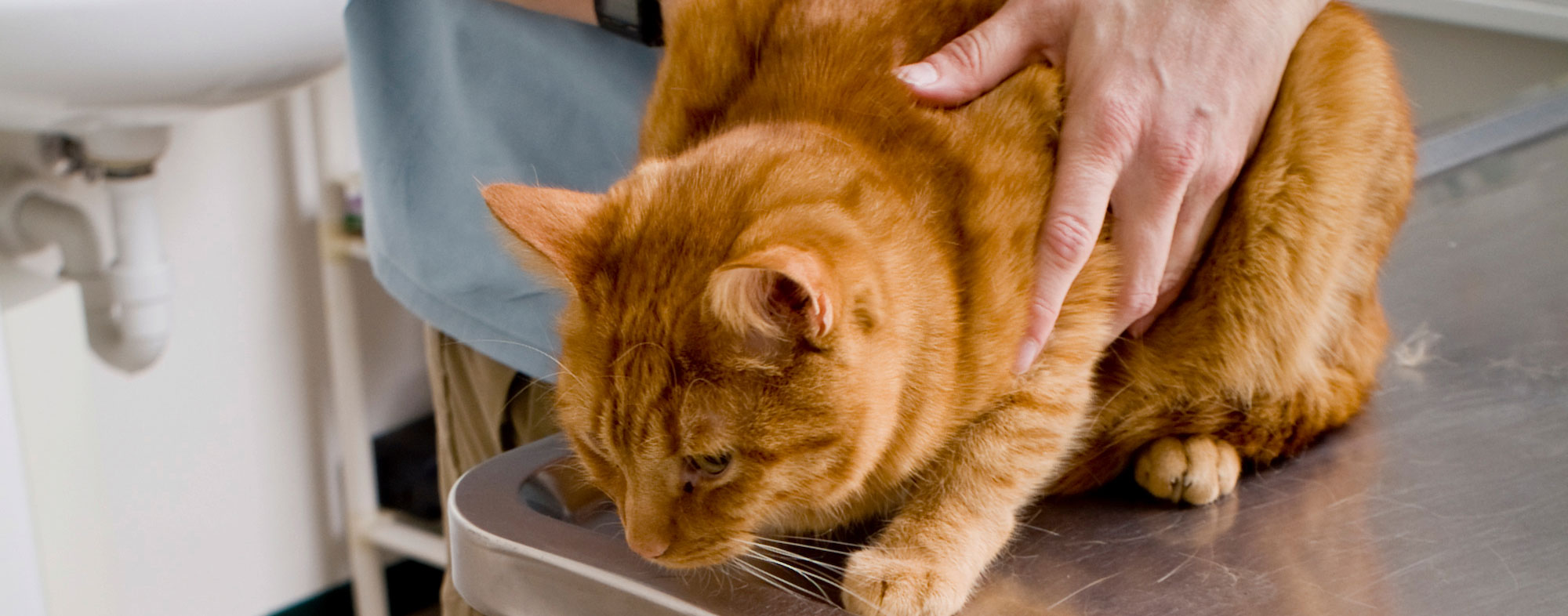 How To Treat Your Cat For Intestinal Parasites Hartz
