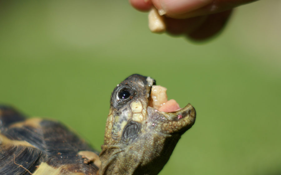 Reptiles - Health & Nutrition Archives | Hartz