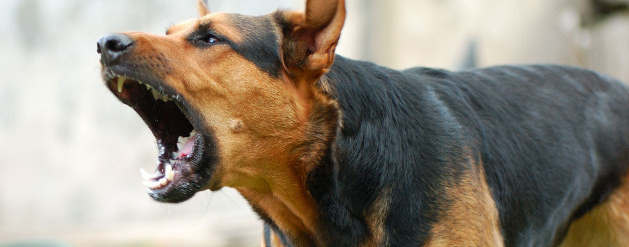 Aggressive Dog Behavior Can Lead To Biting Learn How To Tell If A Dog 