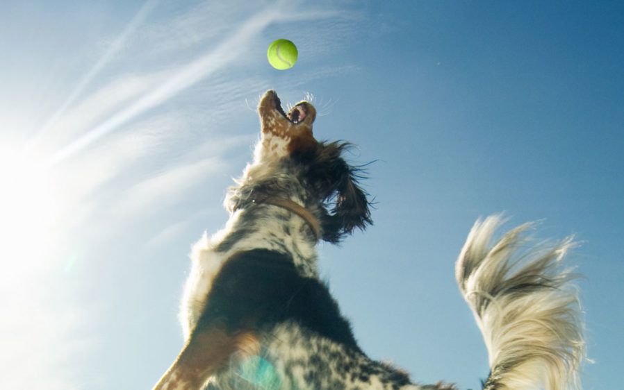 Dogs - Training & Play - Play Archives | Hartz