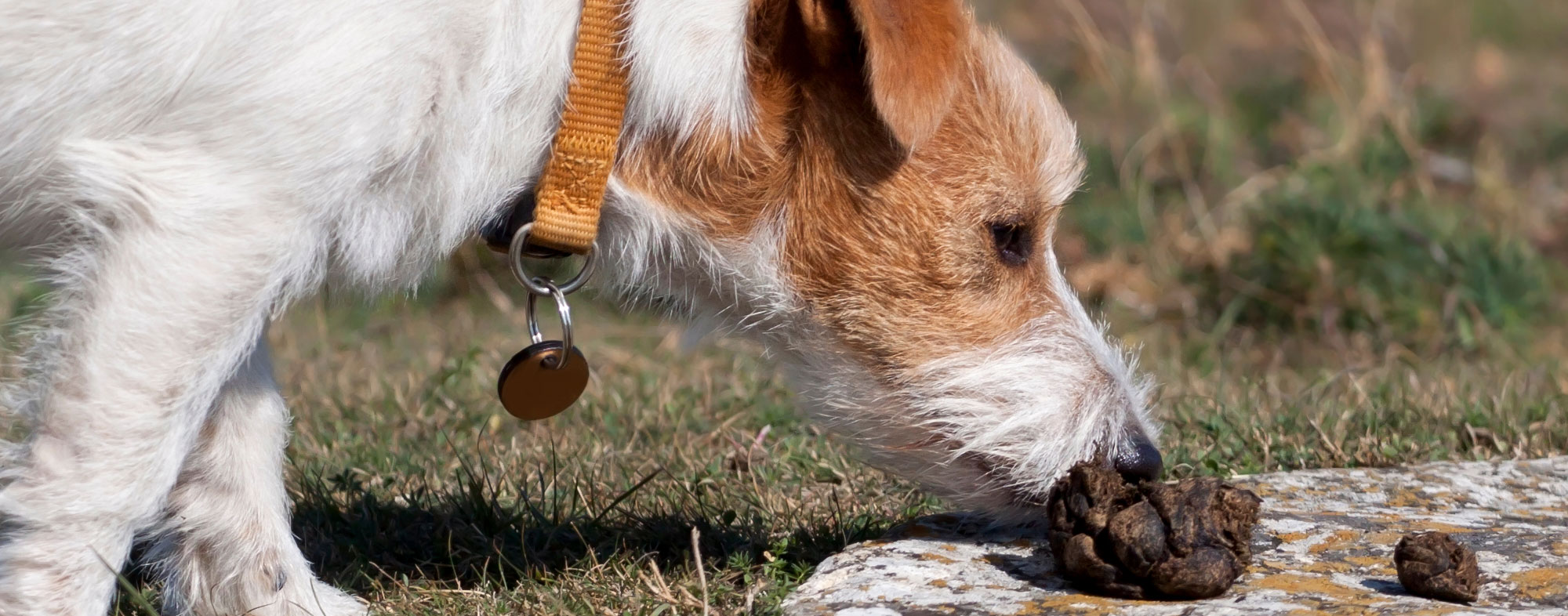 what causes a dog to eat its own poop