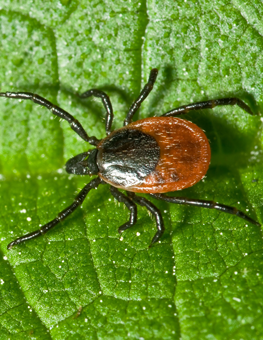 Small tick walking past droplets of water, in midst of climate change