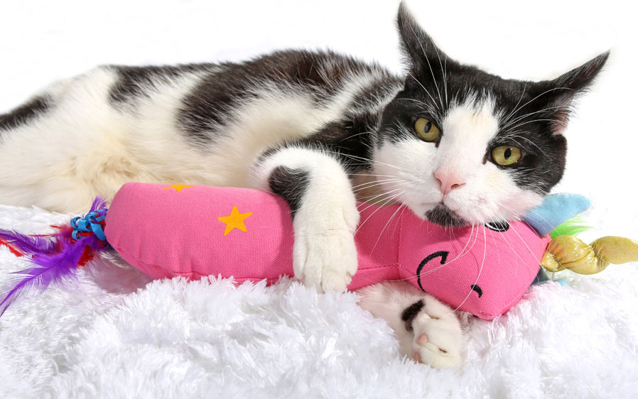 cat holding stuffed animal
