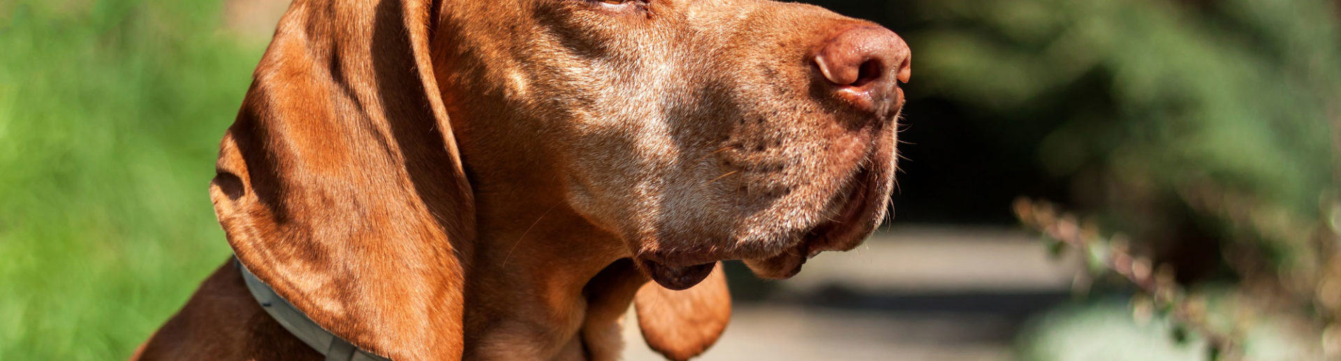 brown dog with flea collar on neck. how do flea collars work on dogs