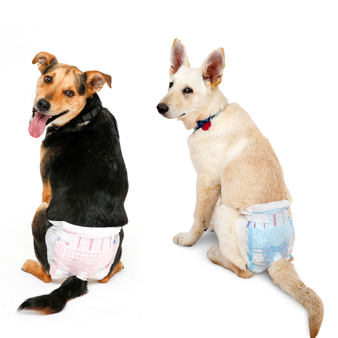 Can Old Dogs Wear Diapers