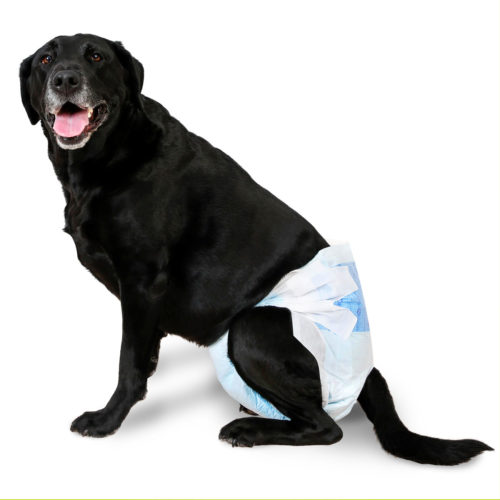 Hartz® Disposable Dog Diapers with FlashDry® Gel Technology - 5ct | Hartz