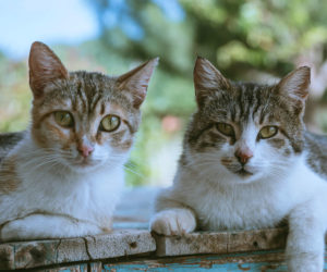 Bonded Pairs Why You Might Want To Adopt Two Cats Instead Of One Hartz