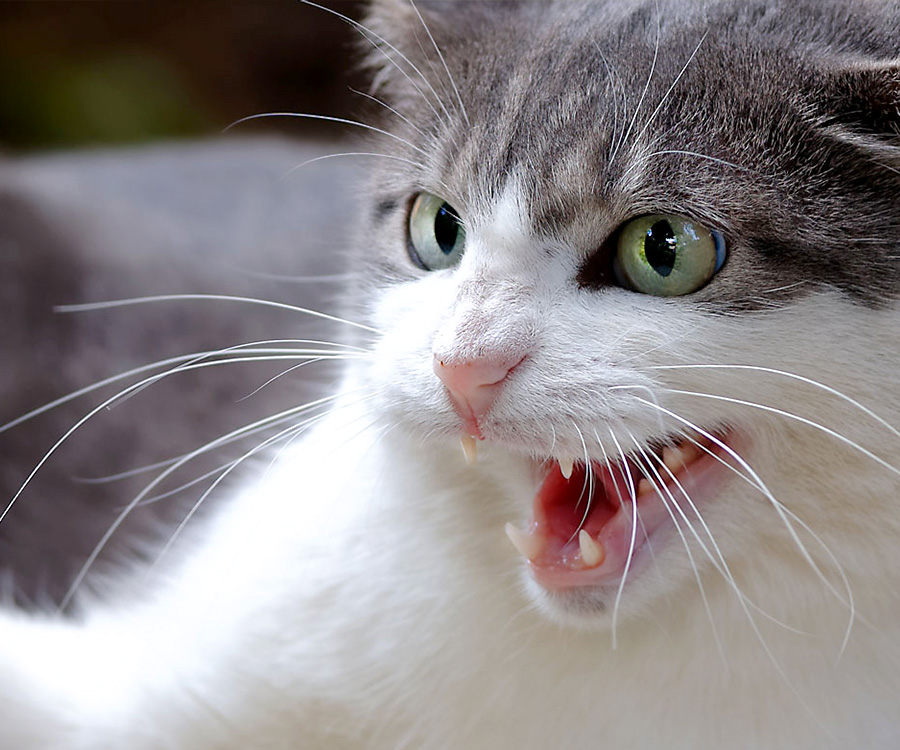 Angry Cat Sounds (See How Your Cat Reacts with these Angry Cat Noises) 