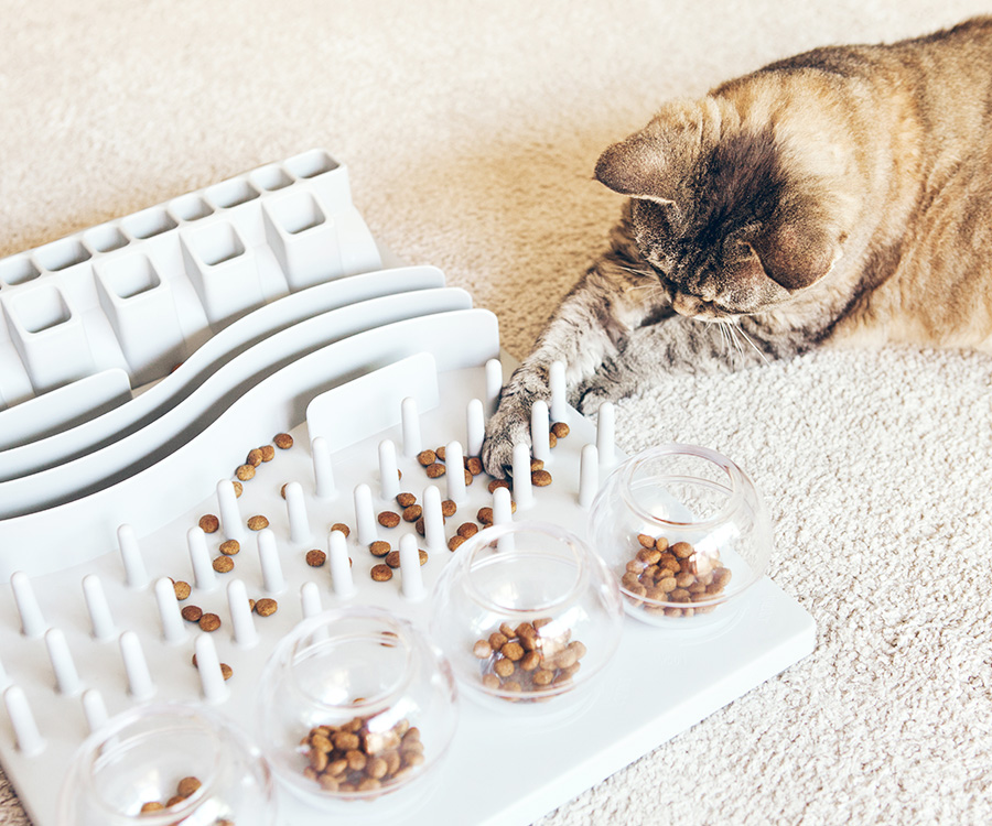 Best Treats for Cat - Cat playing with treat foraging toy