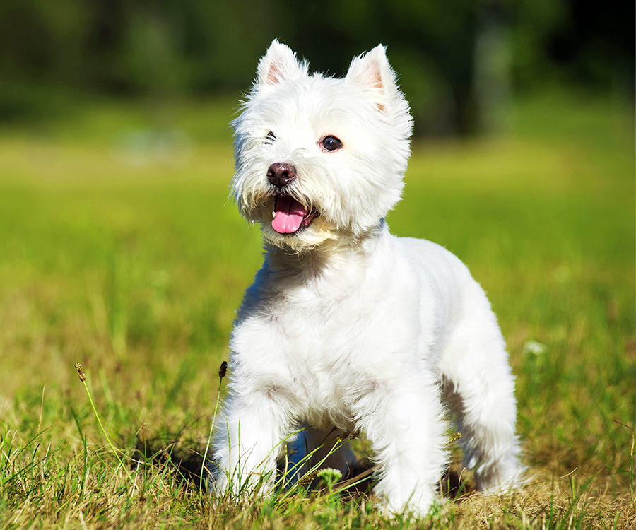 do hypoallergenic dogs shed