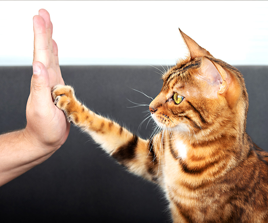 National High Five Day is April 21st - How to Teach Your Cat to High Five