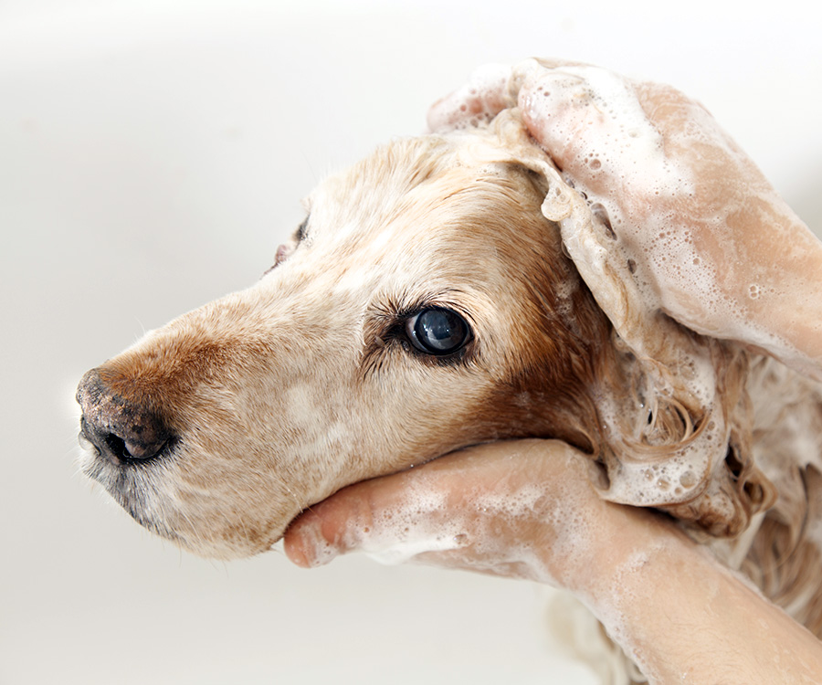 Dog being bathed with shampoo in the year 2022