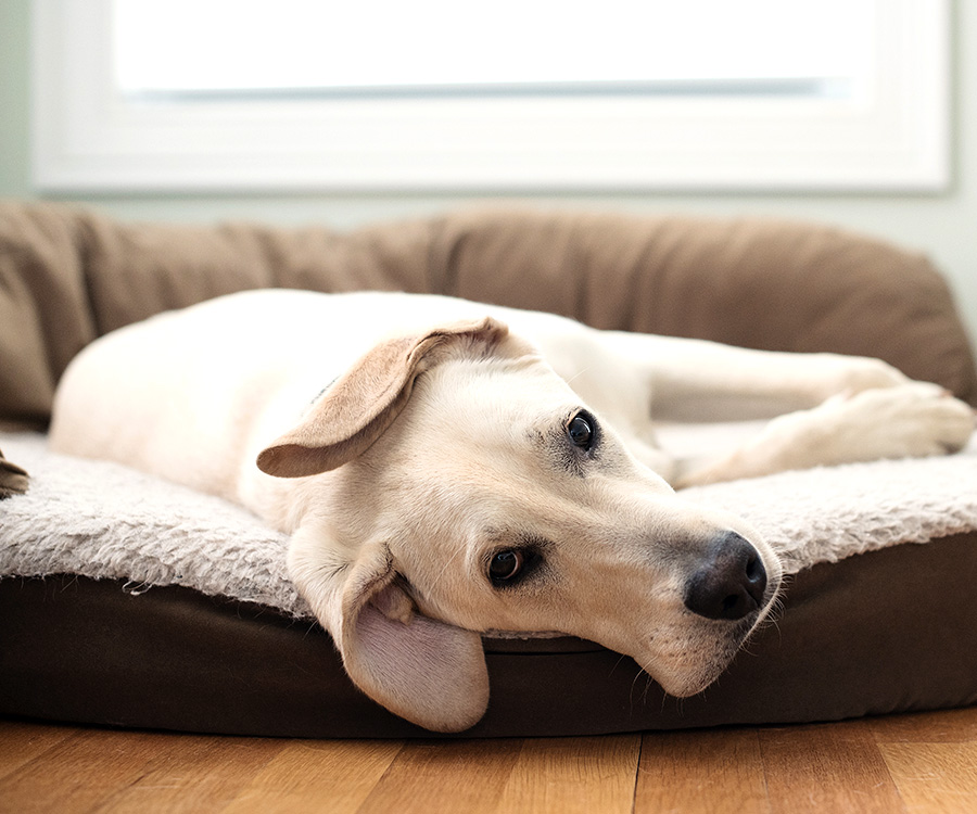 How Dog Owners Can Extend the Life of Their Carpet