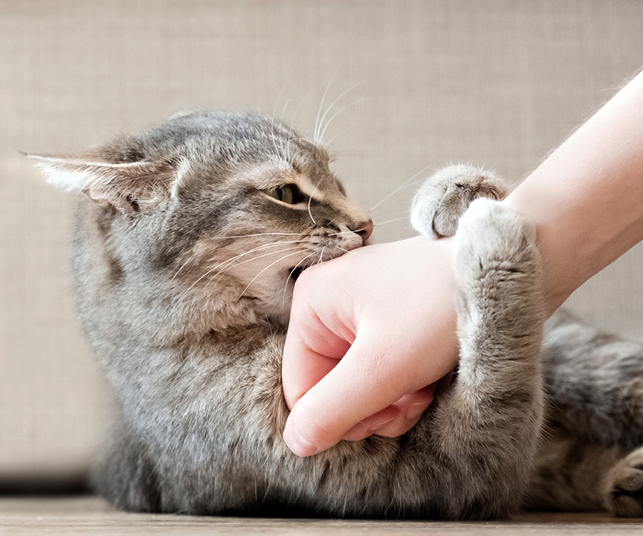 Petting Aggression: How to Handle a Cat that Bites When Petted | Hartz