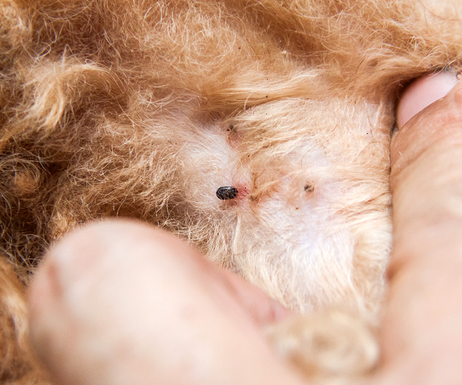 Flea Allergy Dermatitis - Fleas infected on dog fur, sucking its blood