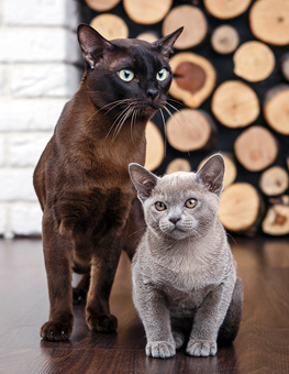 Calculating Cat Age - Older chocolate brown cat and grey kitten with big green eyes on wooden floor