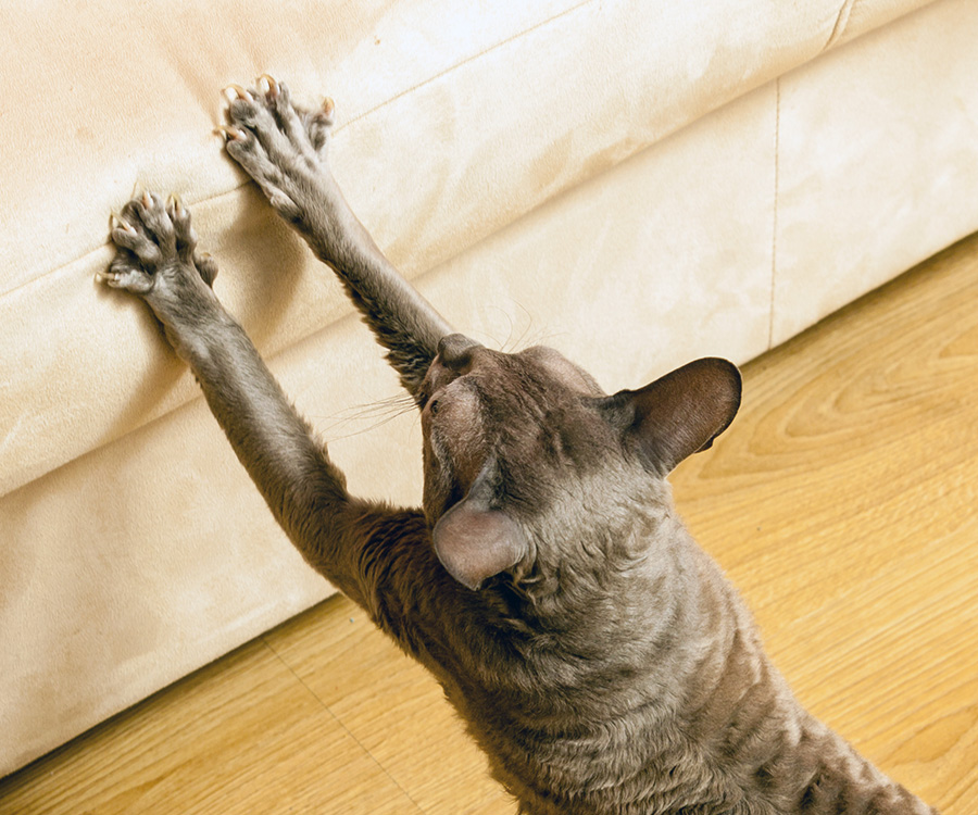 8 Facts About Cat Scratch Fever: Vet Verified - Catster