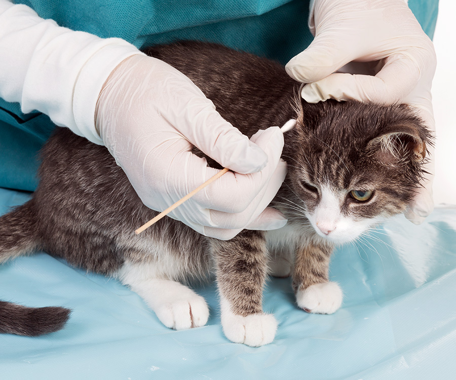 Ear Mites And Your Cat Hartz