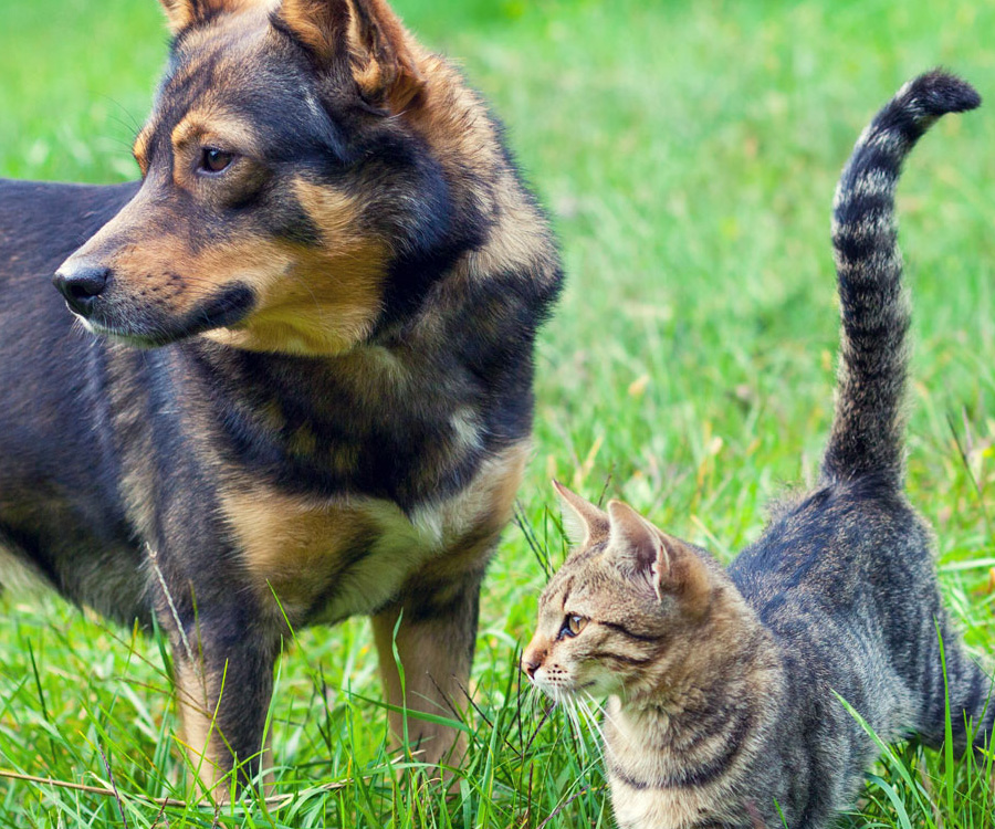 can dogs and cats have the same fleas