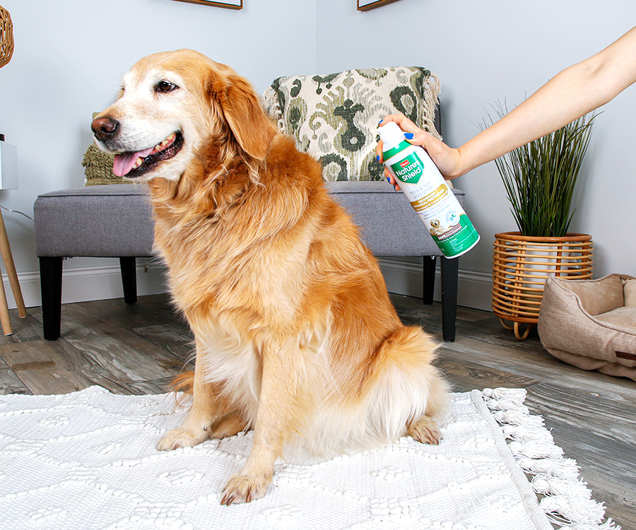 How does flea medicine work - Hartz Nature's Shield Flea and Tick Dog Spray being applied to back of dog's fur.