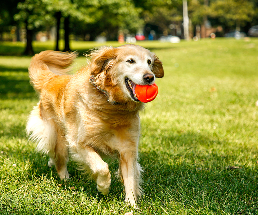 5 Tips to Calm Down a Hyperactive or Anxious Dog - GoodRx