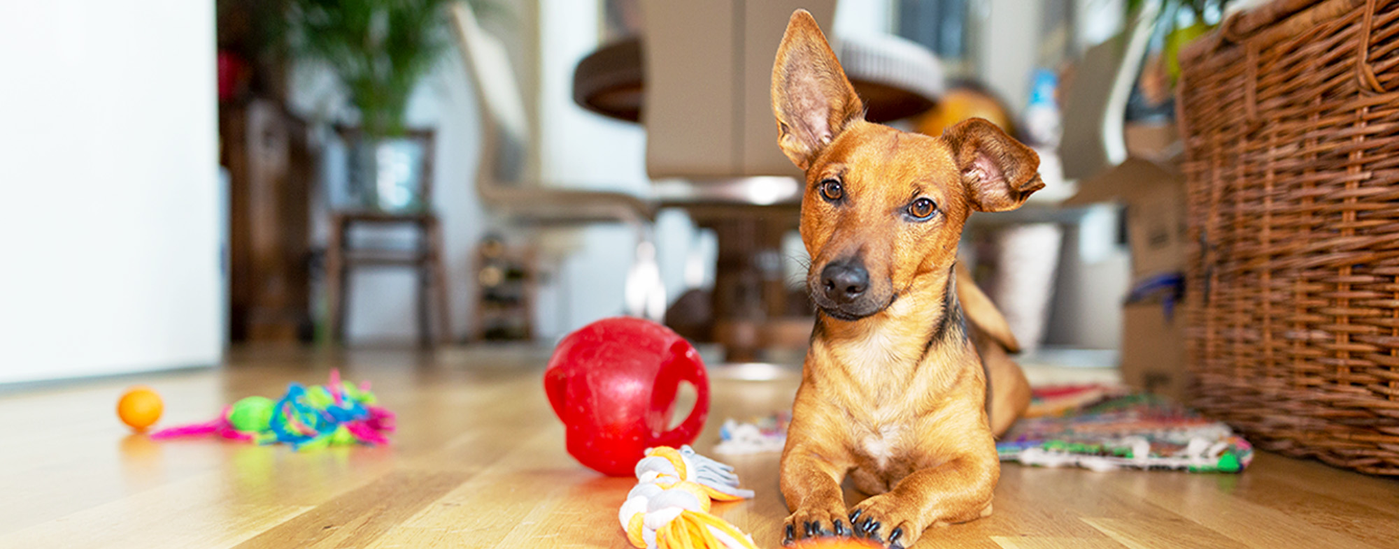With these tips, your dog will always be entertained at home
