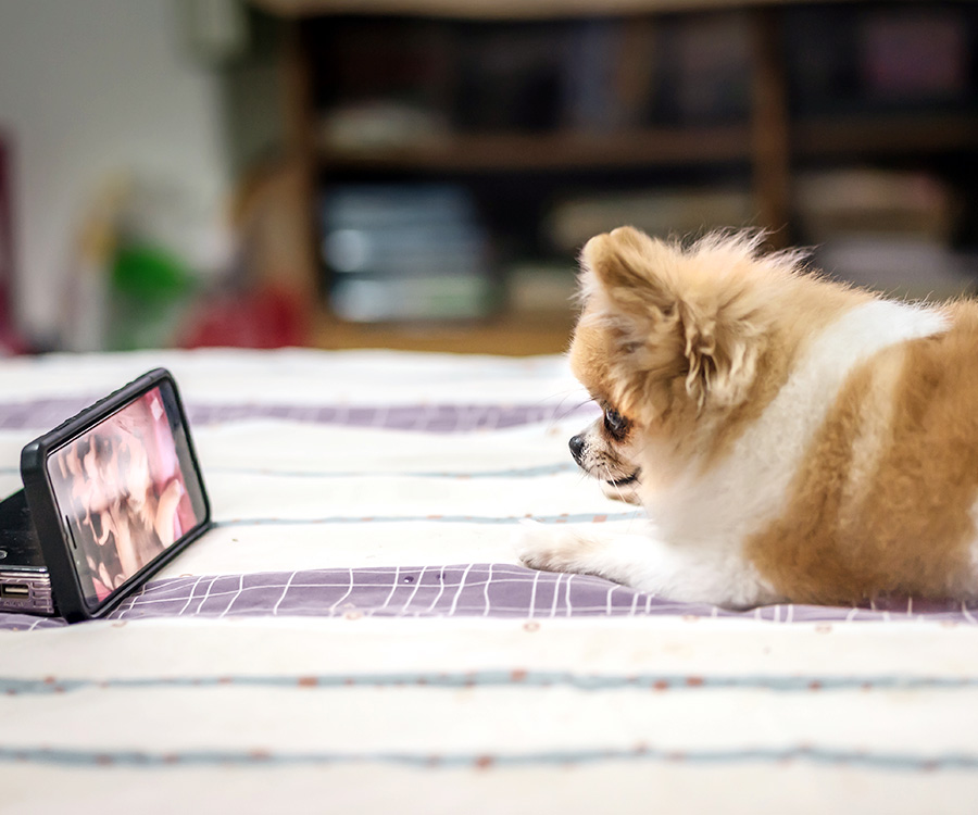 How to keep your dog entertained while you're away