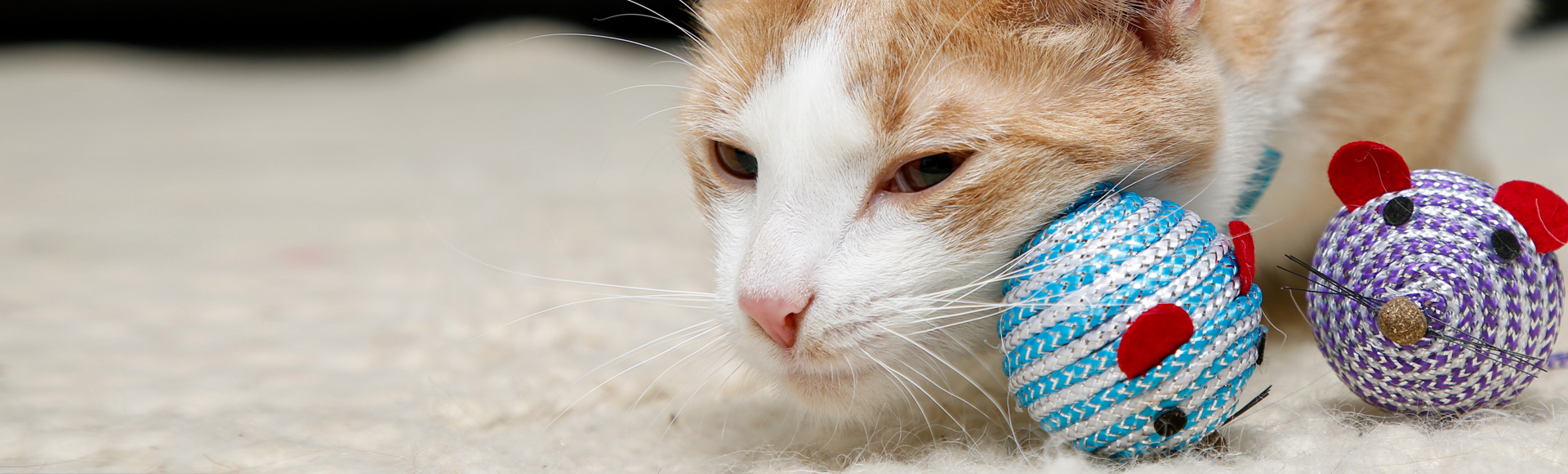 Hartz Cattraction Catnip Koi Dangler: $6, 'Cat's Favorite Toy Ever