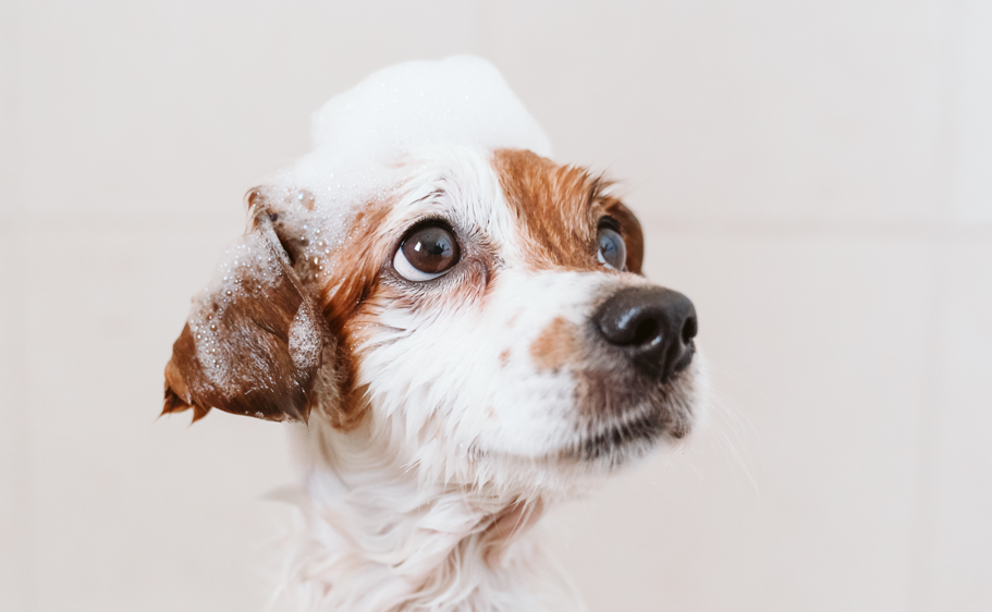 All dogs appreciate a grooming with a good shampoo