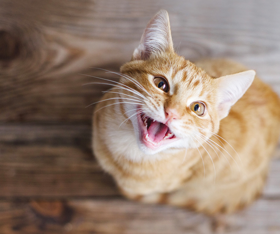 Feline Parasites Influence Rat Behavior but What About Cat Lovers?