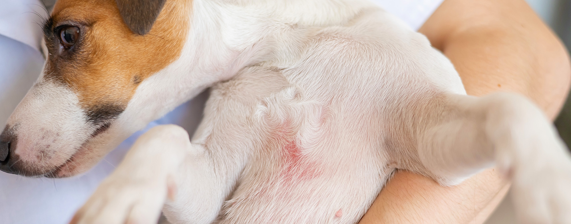 What Does Your Dog's Skin and Coat Tell You About His Underlying Health ...